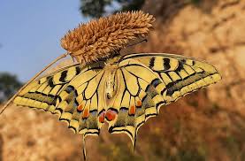 Attēlu rezultāti vaicājumam “Papilio machaon upperside”