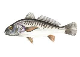 Image result for Micropogonias undulatus