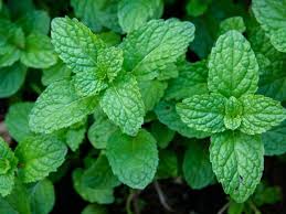 Attēlu rezultāti vaicājumam “Mentha x piperita leaf”