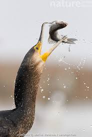 Attēlu rezultāti vaicājumam “Phalacrocorax carbo”