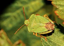 Attēlu rezultāti vaicājumam “Palomena prasina imago”