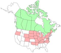 Attēlu rezultāti vaicājumam “Leptophlebia nebulosa”