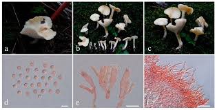 Attēlu rezultāti vaicājumam “Lentaria”