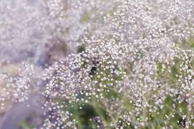 Attēlu rezultāti vaicājumam “Gypsophila paniculata bud”