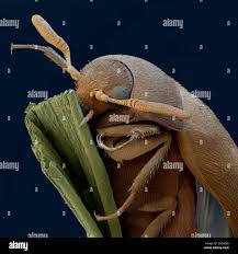 Attēlu rezultāti vaicājumam “Attagenus smirnovi”