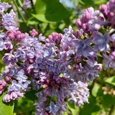 Image result for flieder