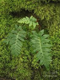 Attēlu rezultāti vaicājumam “Polypodium vulgare”