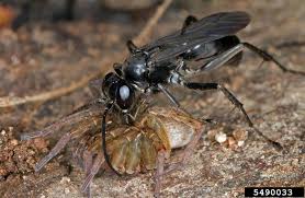 Attēlu rezultāti vaicājumam “Pompilidae”