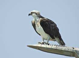 Image result for Pandion haliaetus