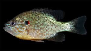 Image result for Lepomis gibbosus