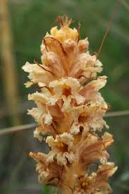 Attēlu rezultāti vaicājumam “Orobanche elatior”