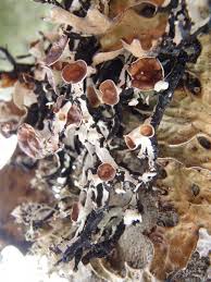 Attēlu rezultāti vaicājumam “Hypogymnia vittata”