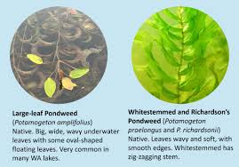 Attēlu rezultāti vaicājumam “Potamogeton praelongus leaf”