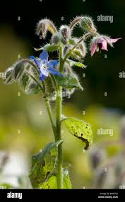 Attēlu rezultāti vaicājumam “Borago officinalis bud”