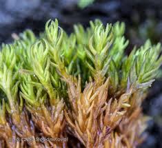 Attēlu rezultāti vaicājumam “Gymnostomum aeruginosum”