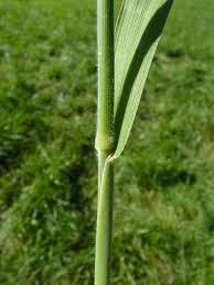 Attēlu rezultāti vaicājumam “Holcus lanatus”