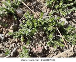 Attēlu rezultāti vaicājumam “Galium aparine leaf”