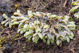 Attēlu rezultāti vaicājumam “Riccia bifurca”