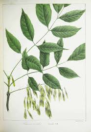 Attēlu rezultāti vaicājumam “Fraxinus pennsylvanica”