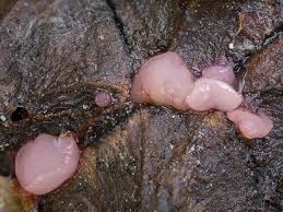 Attēlu rezultāti vaicājumam “Ombrophila violacea”