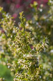 Attēlu rezultāti vaicājumam “Buxus sempervirens flower”