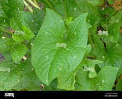 Attēlu rezultāti vaicājumam “Chenopodium bonus-henricus leaf”