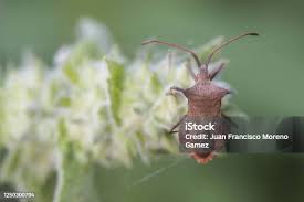 Attēlu rezultāti vaicājumam “Coreus marginatus”