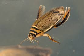 Attēlu rezultāti vaicājumam “Acilius sulcatus”