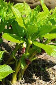 Attēlu rezultāti vaicājumam “Scopolia carniolica”