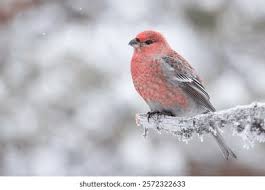 Attēlu rezultāti vaicājumam “Pinicola enucleator adult”