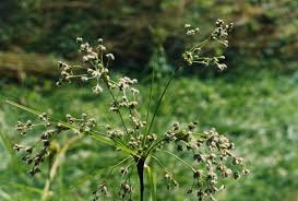 Attēlu rezultāti vaicājumam “Scirpus sylvaticus fruit”