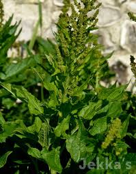 Attēlu rezultāti vaicājumam “Chenopodium bonus-henricus leaf”