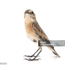 Attēlu rezultāti vaicājumam “Saxicola rubetra juvenile”