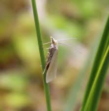 Attēlu rezultāti vaicājumam “Oligia sp.”