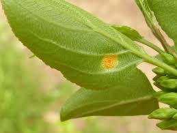 Attēlu rezultāti vaicājumam “Puccinia coronata”