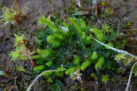 Attēlu rezultāti vaicājumam “Anthocerotopsida”