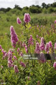 Attēlu rezultāti vaicājumam “Spiraea salicifolia flower”