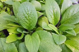 Image result for Borretsch