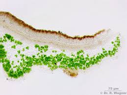 Attēlu rezultāti vaicājumam “Evernia divaricata”