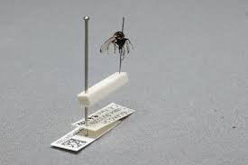 Attēlu rezultāti vaicājumam “Tetanops myopina”