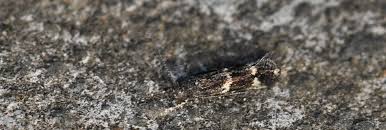 Attēlu rezultāti vaicājumam “Elachistidae”