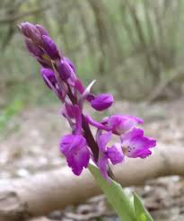 Attēlu rezultāti vaicājumam “Orchis mascula flower”