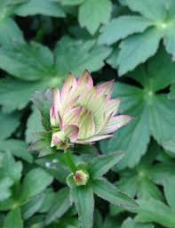 Attēlu rezultāti vaicājumam “Astrantia major fruit”