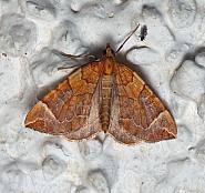 Attēlu rezultāti vaicājumam “Eulithis testata”