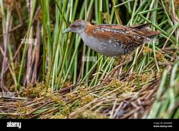 Image result for Porzana pusilla