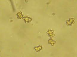 Attēlu rezultāti vaicājumam “Inocybe lanuginosa”