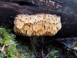 Attēlu rezultāti vaicājumam “Pycnoporellus alboluteus”