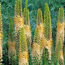 Image result for Steppenkerze