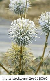 Attēlu rezultāti vaicājumam “Echinops sphaerocephalus leaf”