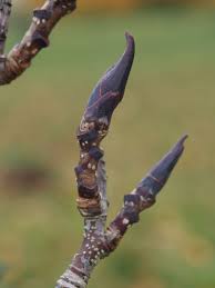 Attēlu rezultāti vaicājumam “Sorbus aucuparia bud”